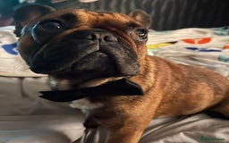 French Bulldog dogs for sale: French bulldog - Image 5