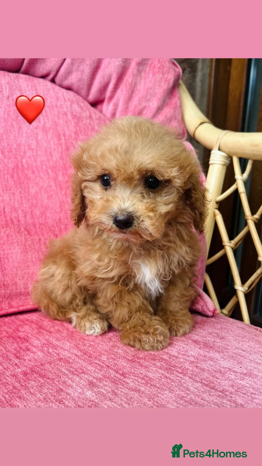 Poochon dogs for sale: Gorgeous F1 Poochon puppies  - Advert 1