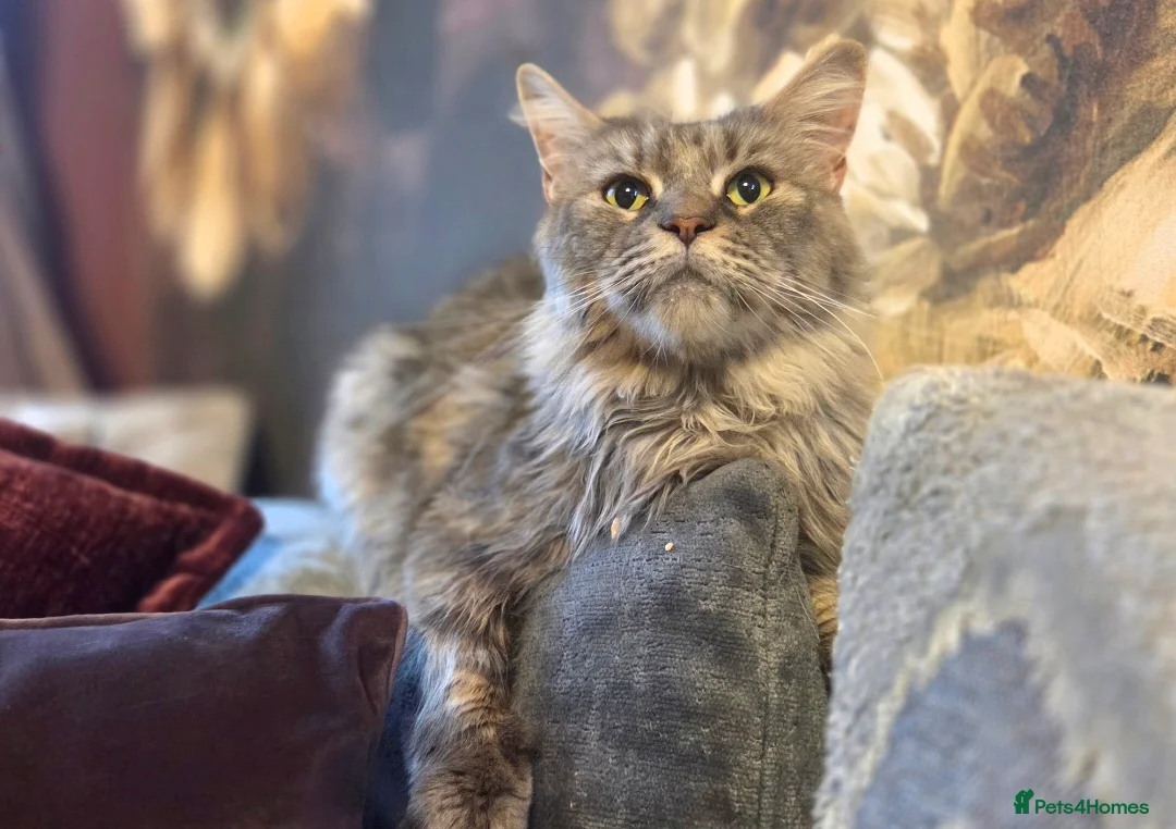 Maine Coon cats for sale: TiCA reg/Parents Fully Health Tested - Advert 17