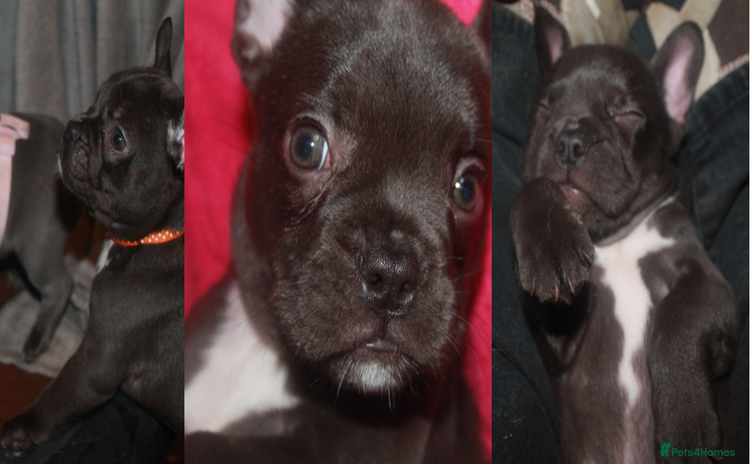 French Bulldog dogs - Advert 10