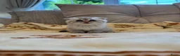 Mixed Breed cats for sale: Siberian x Scottish Folded Kittens - Advert 4