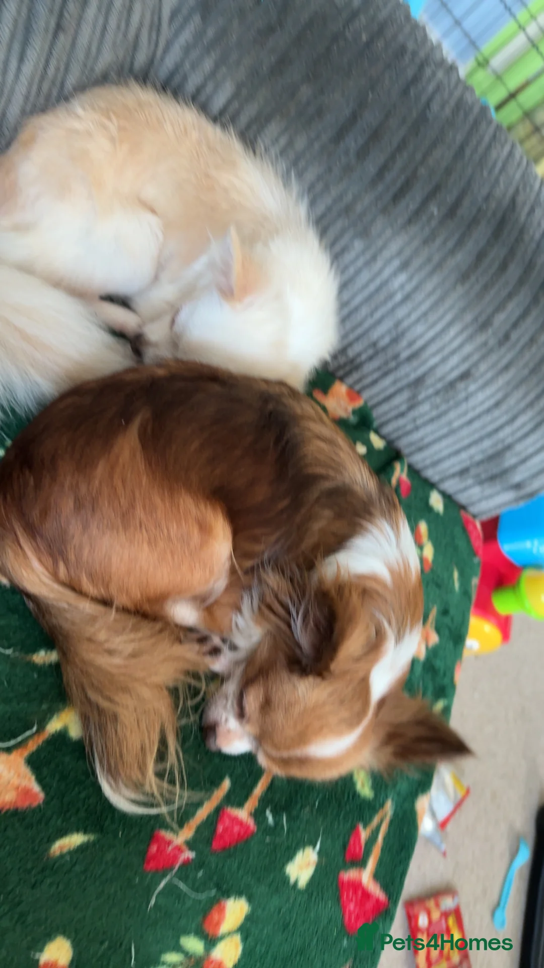 Mixed Breed dogs for sale: Two females to go together  - Advert 2