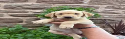 Labrador Retriever dogs for sale: Adorable Kc reg Labrador puppies ready to leave  - Advert 18