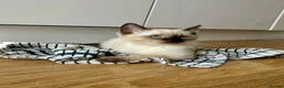Siamese cats for sale: 2 Beautiful Siamese Kittens 🐱❤️ - Advert 3
