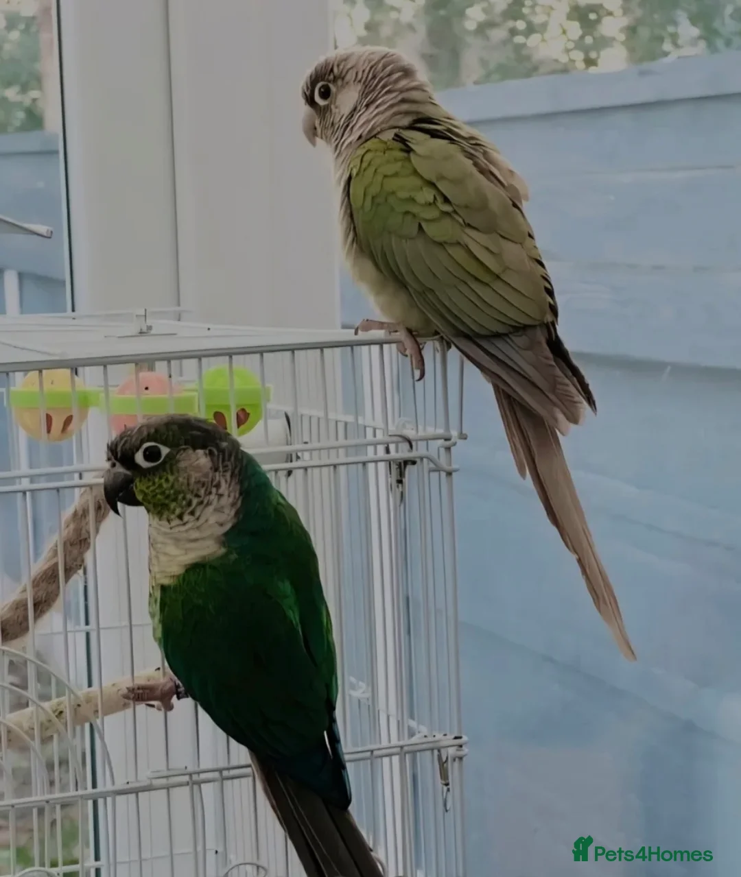Conures birds for sale: Breeding pair of conures  - Advert 2