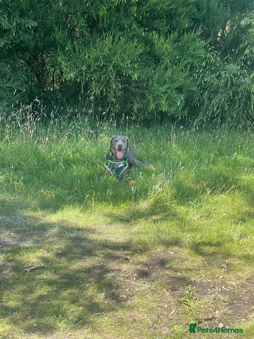 Mixed Breed dogs for sale: Silver Labrador  - Advert 4