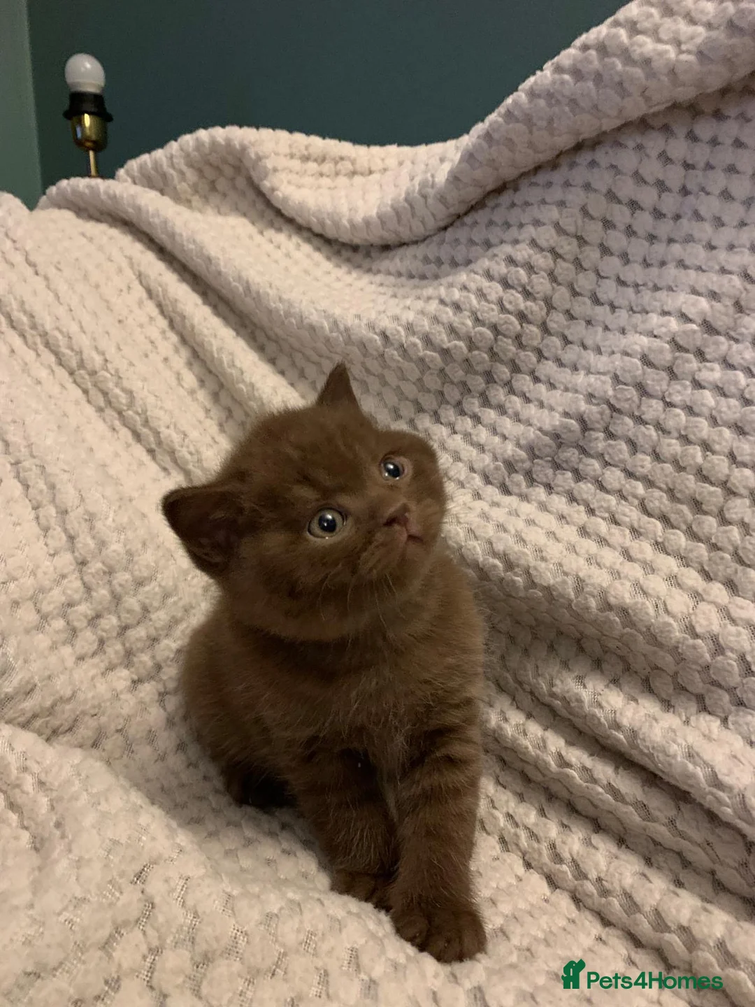 British Shorthair cats for sale: GCCF choclate British shorthair kittens READY NOW  - Advert 12