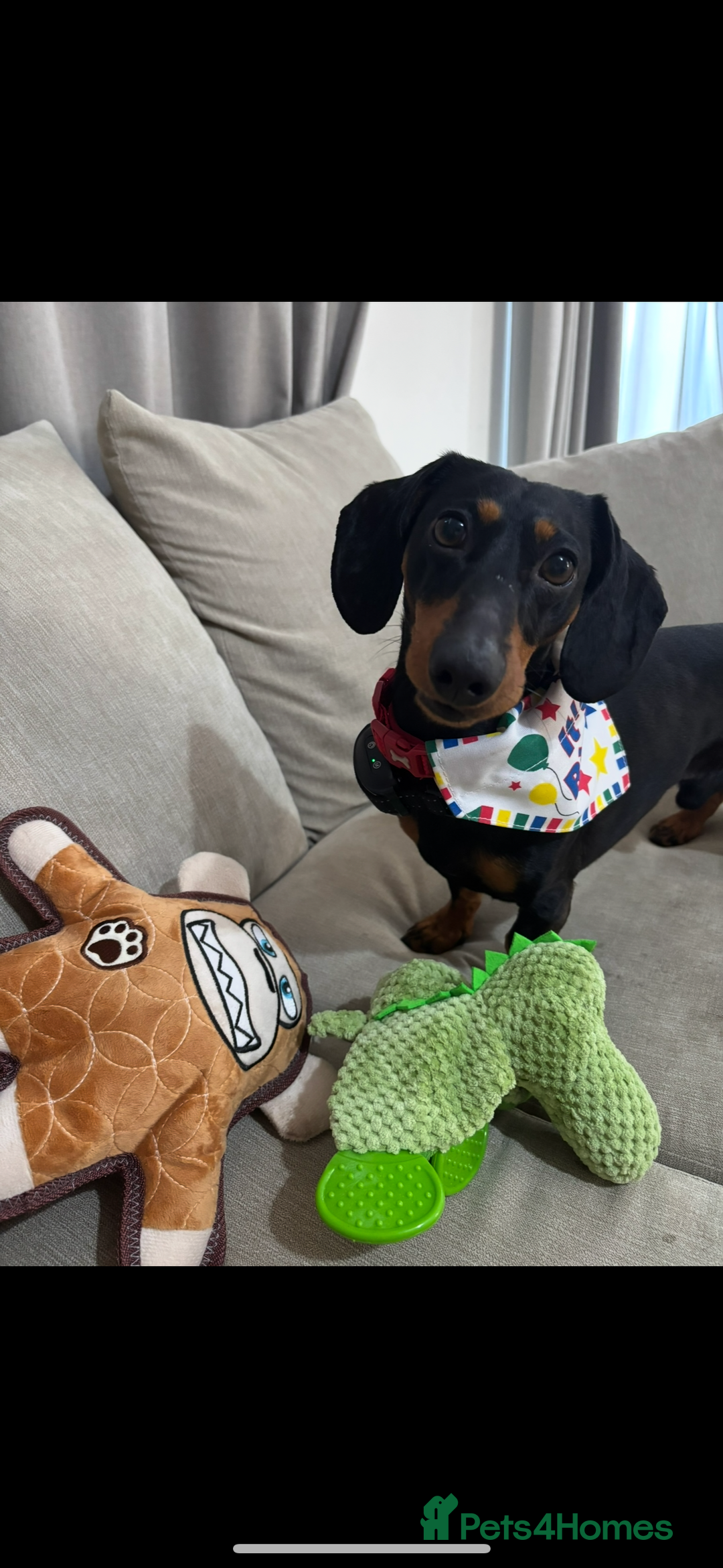 Miniature Dachshund dogs for sale: Reggie- 4 Years Old  - Advert 5