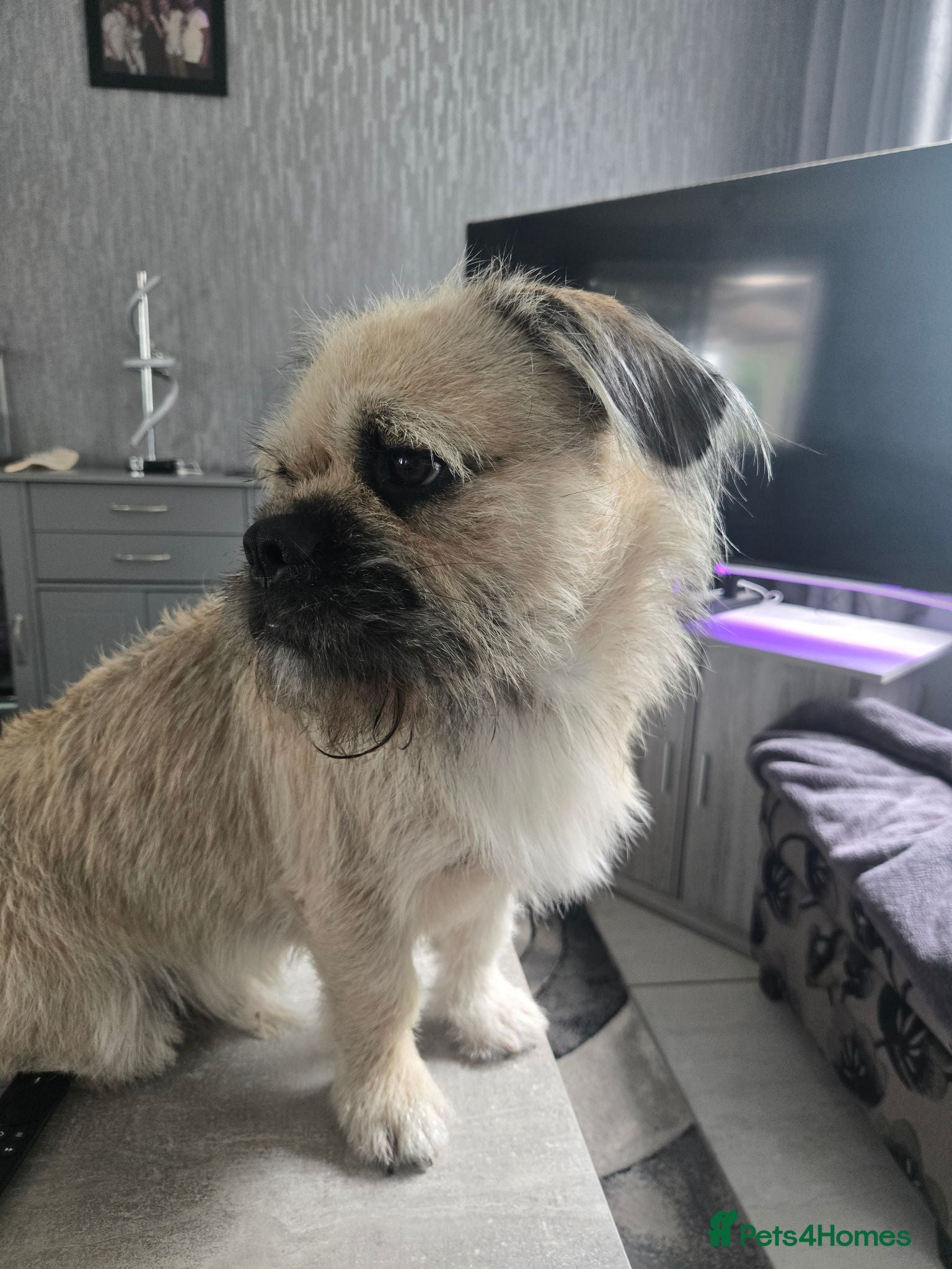 Mixed Breed dogs Male 16 month old pocket cross shizsu - Advert 1