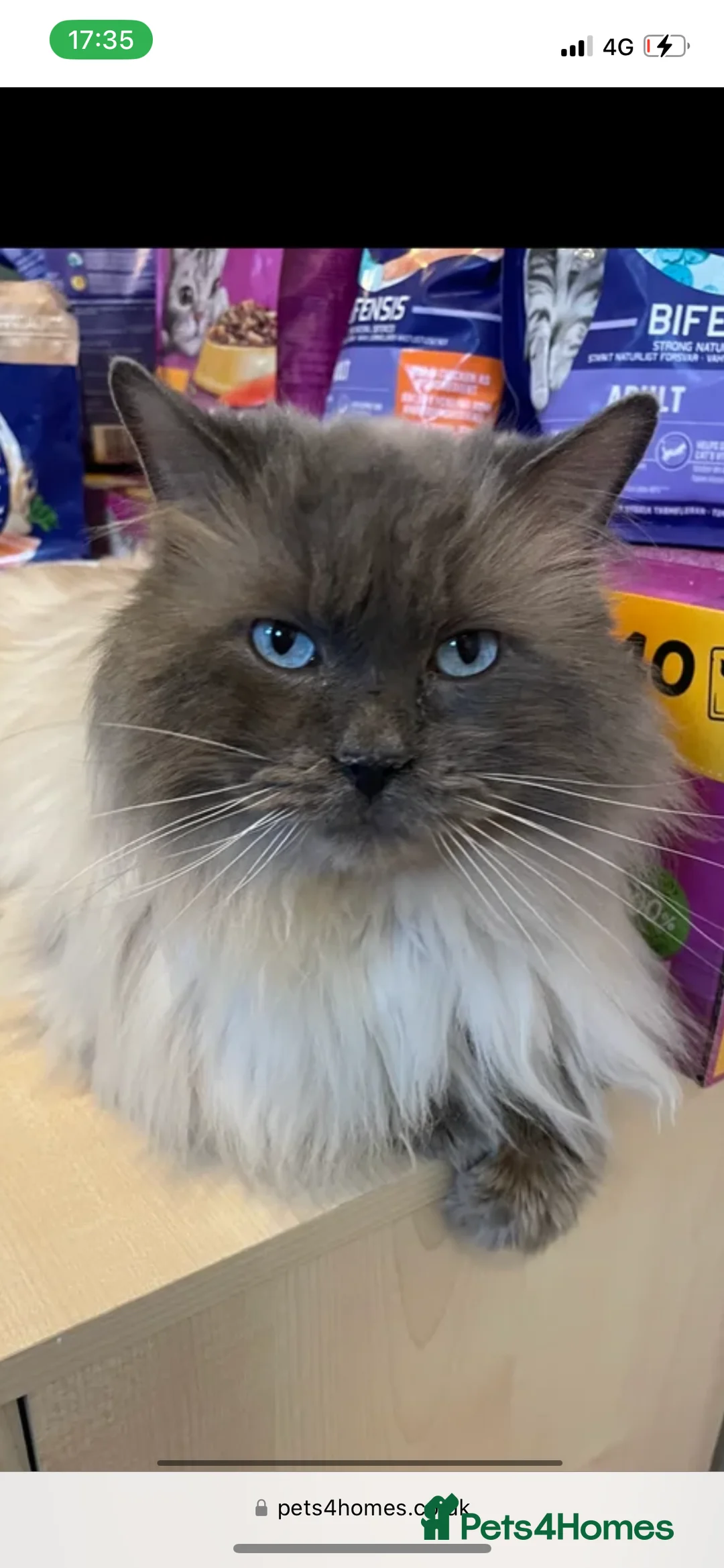 Ragdoll cats for stud: 🏆Gccf/TICA CARRYING CHOCOLATE  gccf ragdoll stud  in Merthyr Tydfil - Advert 2