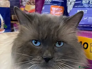 Ragdoll cats 🏆Gccf/TICA CARRYING CHOCOLATE gccf ragdoll stud in Merthyr Tydfil - Advert 10