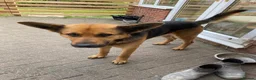 German Shepherd dogs for sale: Bailey - Advert 4