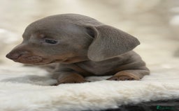 Miniature Dachshund dogs for sale: Stunning mini smooth dachshund pups  - Image 24