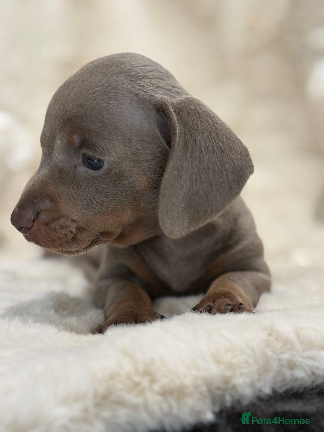 Miniature Dachshund dogs for sale: Stunning mini smooth dachshund pups  - Image 24