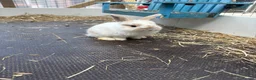 English Lop rabbits for sale: Beautiful bunnies looking for a forever home in Nuneaton - Advert 6