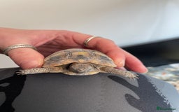 Tortoise reptiles for sale: Tortise - Advert 3