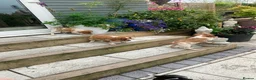 Brittany Spaniel dogs for sale: Working Brittany Spaniels - Advert 7