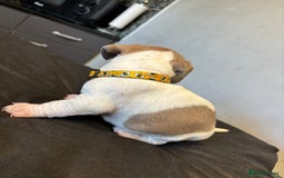 Mixed Breed dogs for sale: Dachshund cross Frenchbull dog (frenchbullwiner)p - Image 3