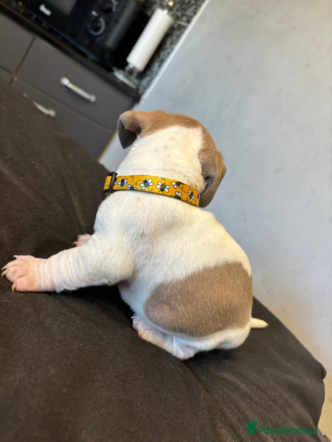 Mixed Breed dogs for sale: Dachshund cross Frenchbull dog (frenchbullwiner)p - Image 3