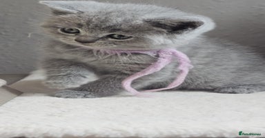 British Shorthair cats - Advert 15