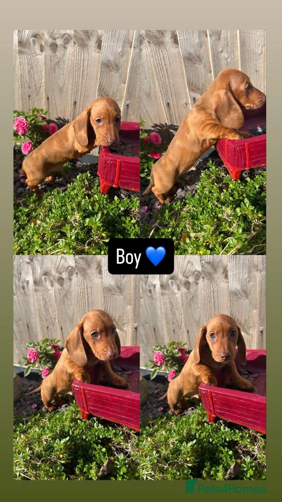 Miniature Dachshund dogs Miniature Dachshund Puppiee - Advert 15