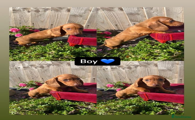 Miniature Dachshund dogs - Advert 1