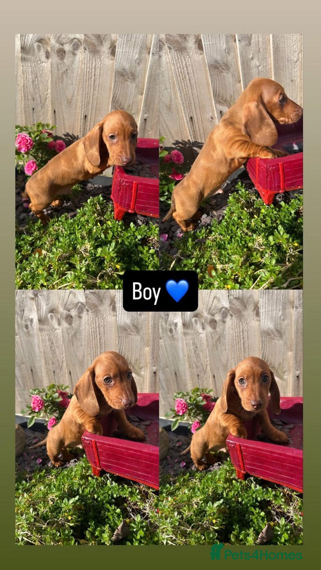 Miniature Dachshund dogs for sale: Miniature Dachshund Puppiee - Advert 1