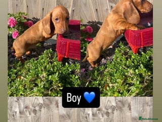 Miniature Dachshund dogs - Advert 1