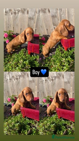 Miniature Dachshund dogs - Advert 1