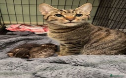 Mixed Breed cats for sale: Beautiful Effie  - Image 2