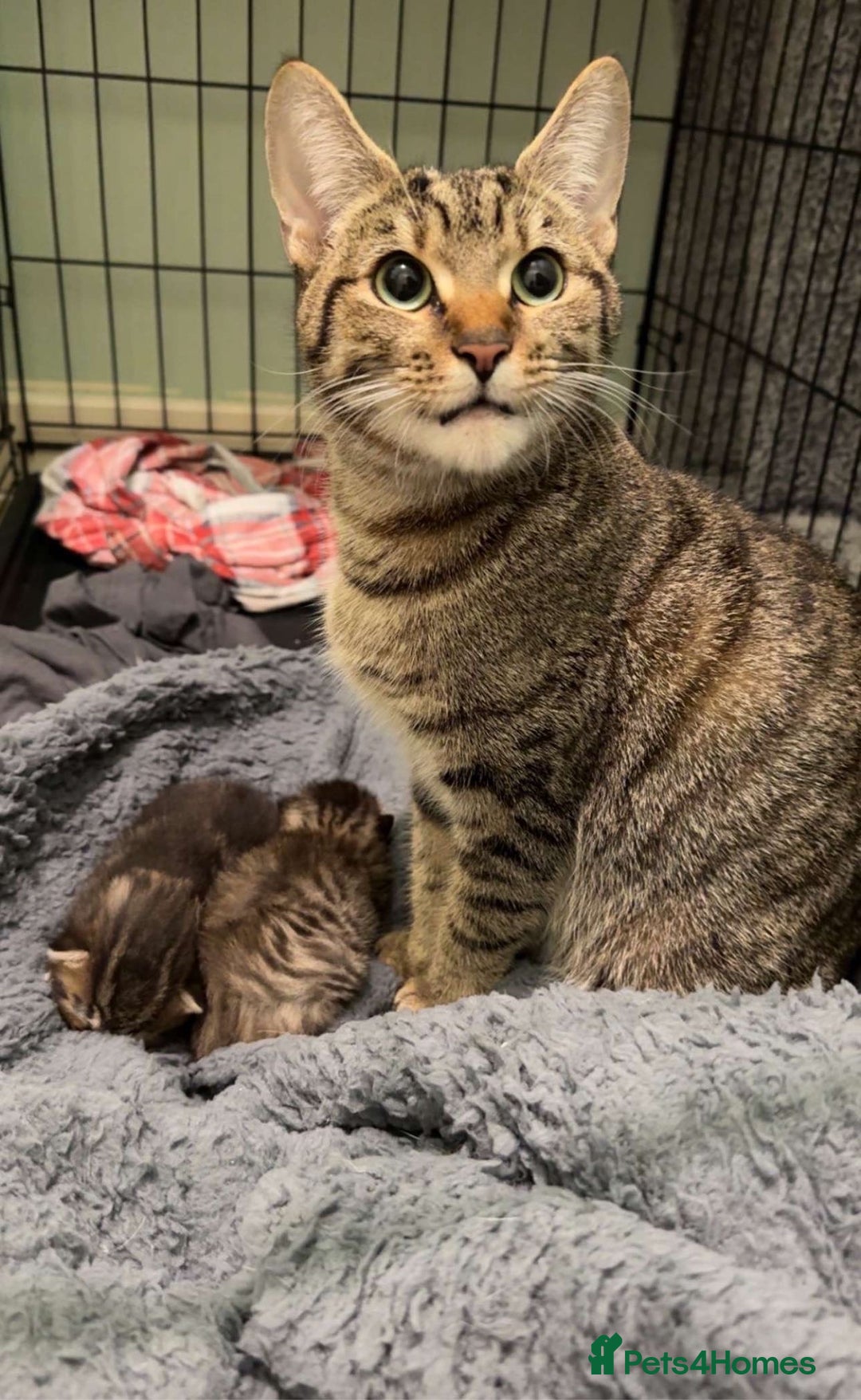 Mixed Breed cats for sale: Beautiful Effie  - Image 2