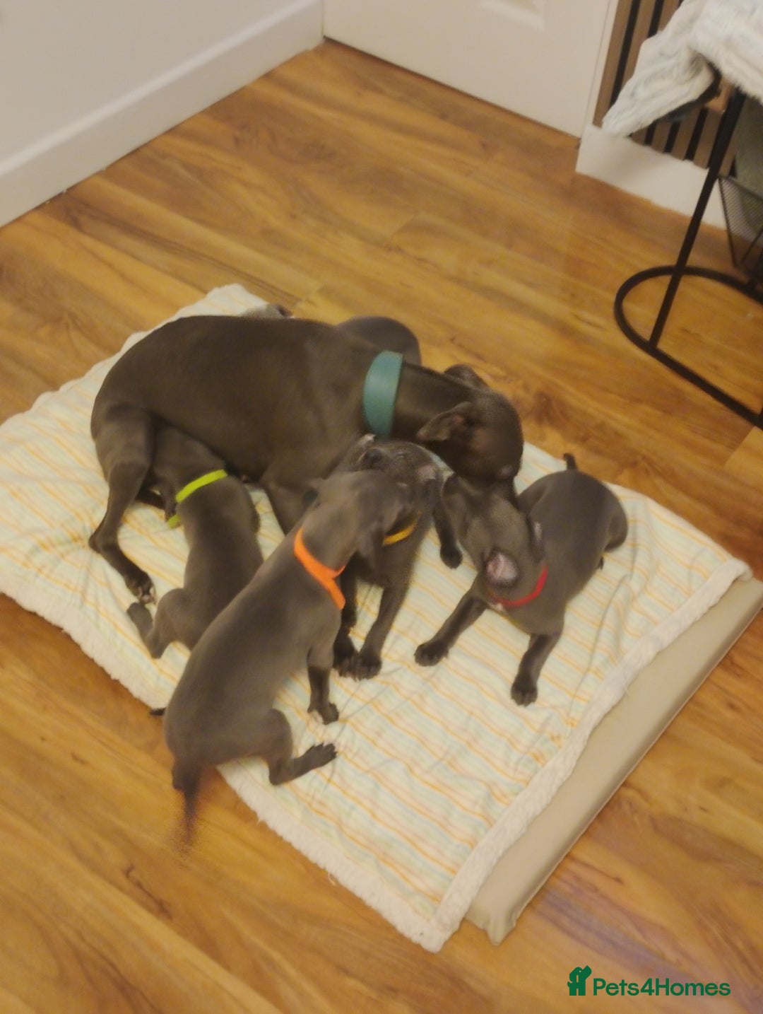 Whippet dogs for sale: Gorgeous blue whippets  - Image 7
