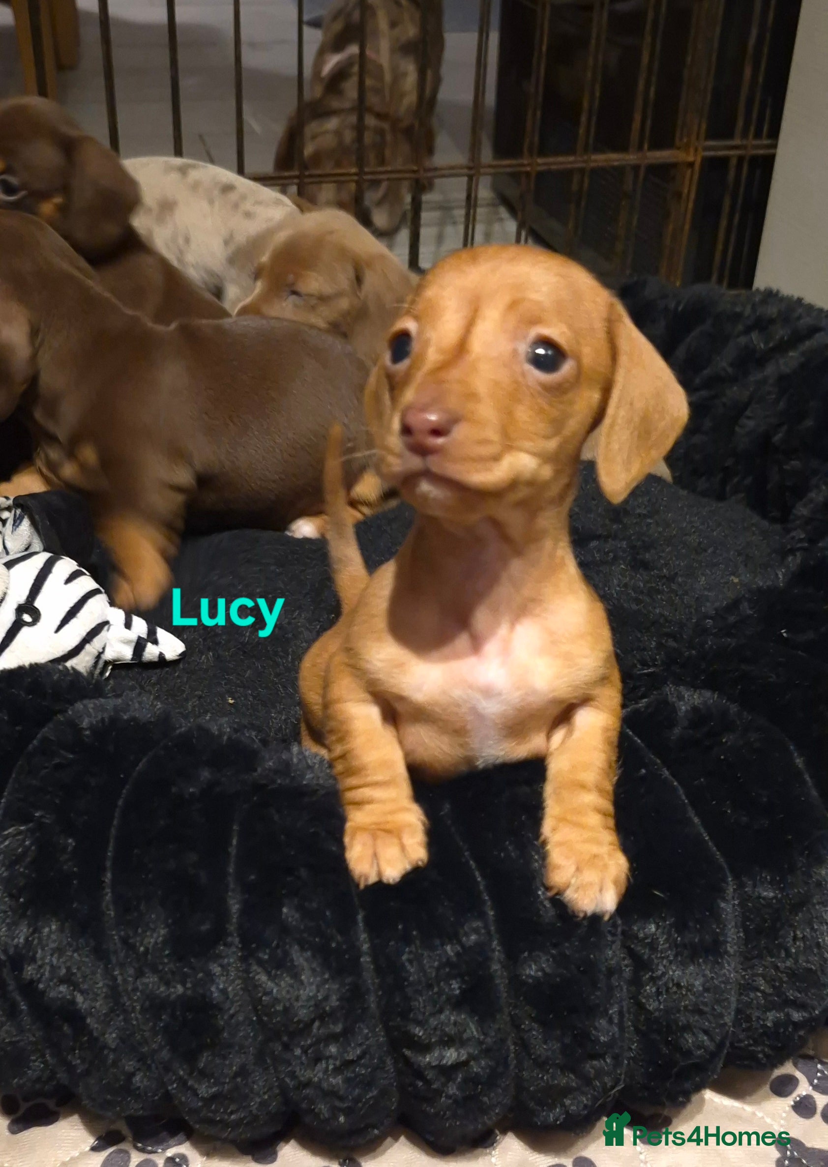 Dachshund dogs Miniature dachshund 1 girl left - Advert 1
