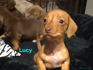 Dachshund dogs Miniature dachshund 1 girl left - Advert 1