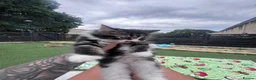Mixed Breed cats for sale: Kittens - Advert 14