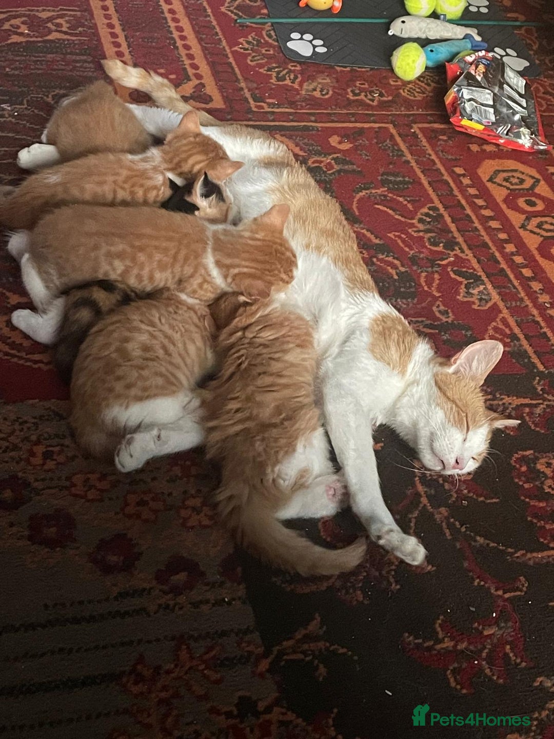 Mixed Breed cats for sale: Ready Now, 3 Loving, Playful Ginger Kittens - Advert 9
