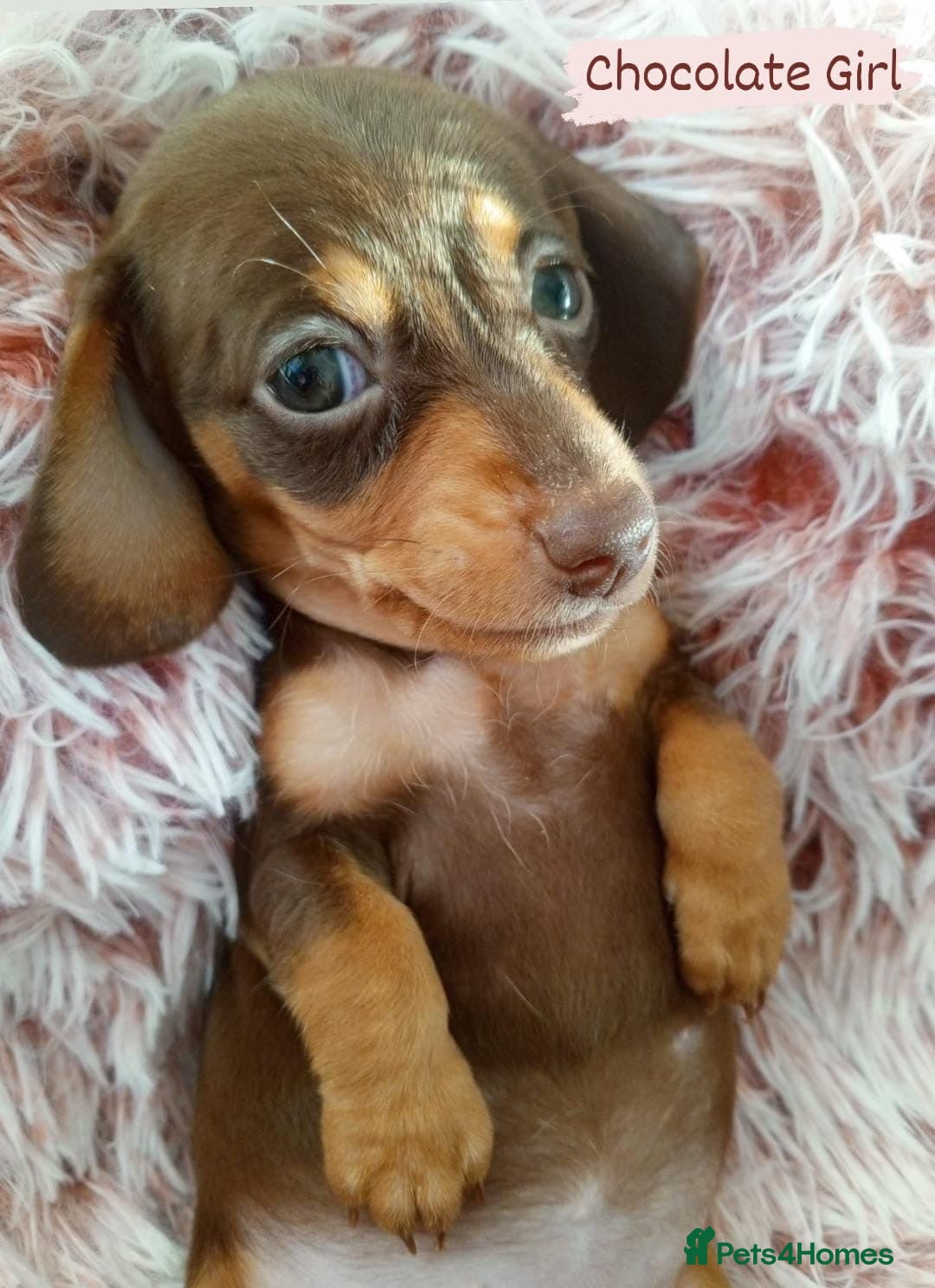 Miniature Dachshund dogs for sale: ✨ Miniature Dachshund– 6 Beautiful Pups! ✨ - Advert 5