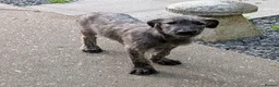 Irish Wolfhound dogs for sale: Irish Wolfhound puppies  - Advert 30