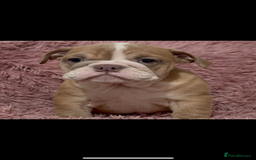 English Bulldog dogs for sale: 6 beautiful DWKC pups for sale  - Image 4