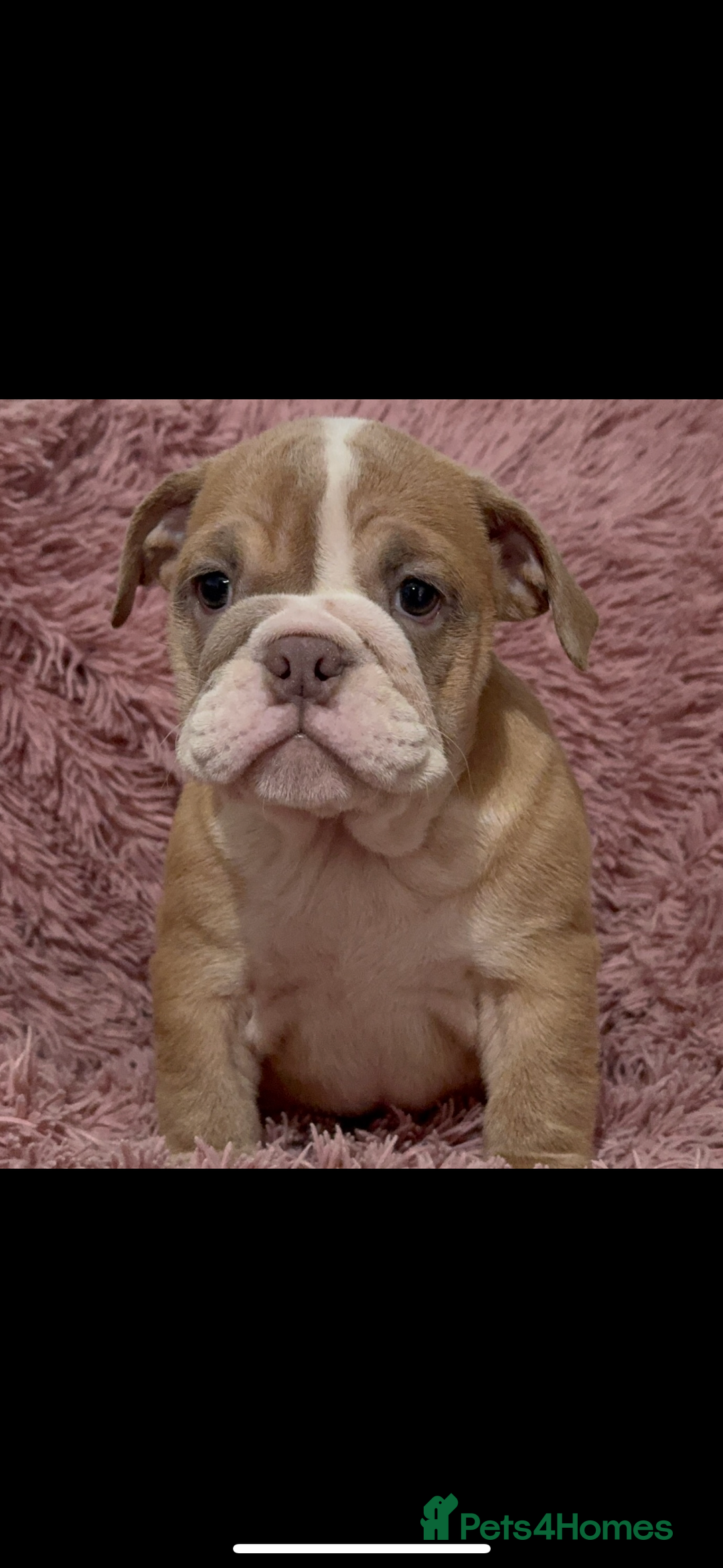 English Bulldog dogs for sale: 6 beautiful DWKC pups for sale  - Image 4