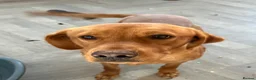 Labrador Retriever dogs for sale: 1yr old red fox lab  - Advert 3