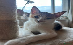 Domestic Shorthair cats for sale: Female Calico - Image 1