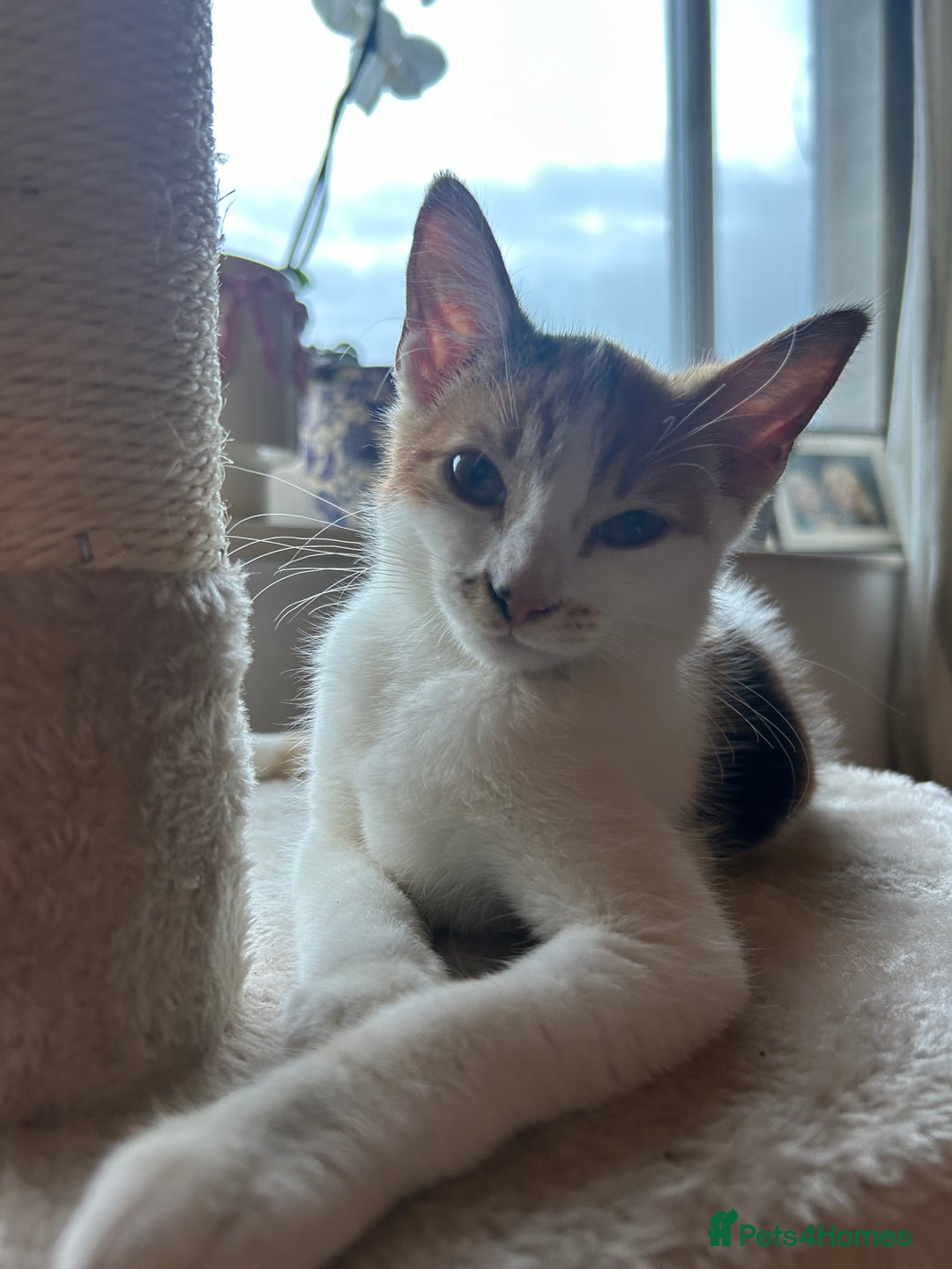 Domestic Shorthair cats for sale: Female Calico - Image 1