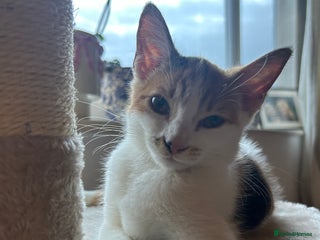 Domestic Shorthair cats - Advert 26