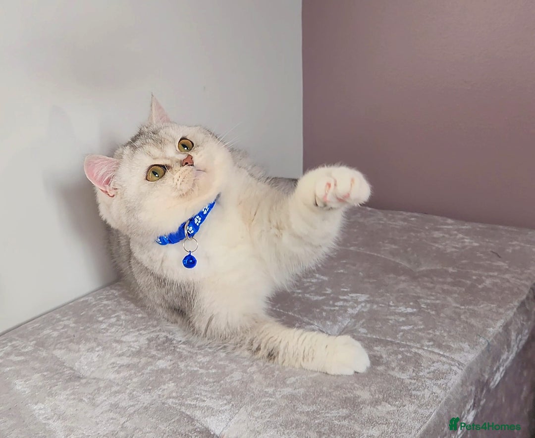 British Shorthair cats for sale: Amazing Quality Pedigree British Shorthair Kittens - Advert 8