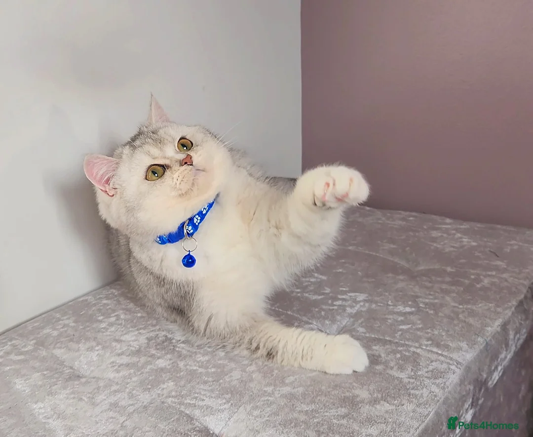 British Shorthair cats for sale: Amazing Quality Pedigree British Shorthair Kittens - Advert 8