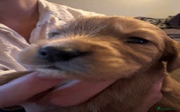 Cockapoo dogs for sale: Stunning litter of cockapoos  - Advert 2