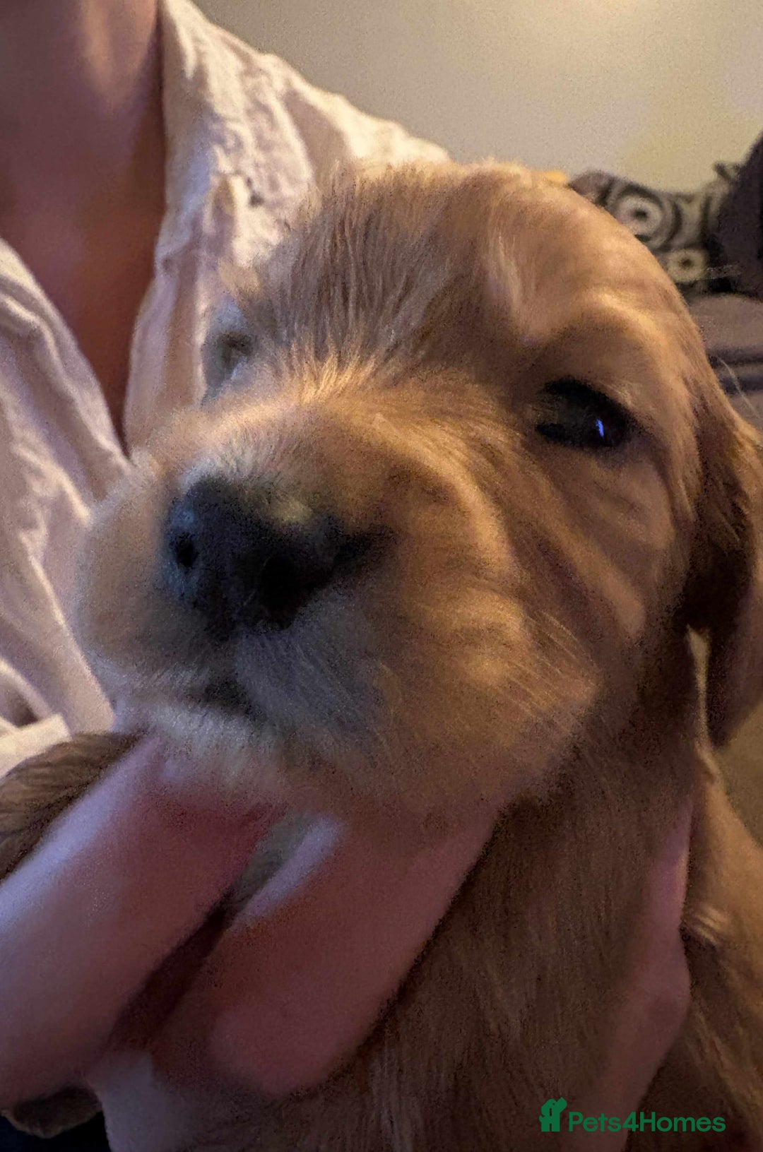 Cockapoo dogs for sale: Stunning litter of cockapoos  - Advert 2