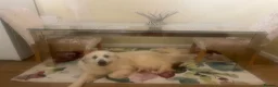 Pyrenean Mountain Dog dogs for sale: Pyreneese mountain dog pedigree  - Advert 3