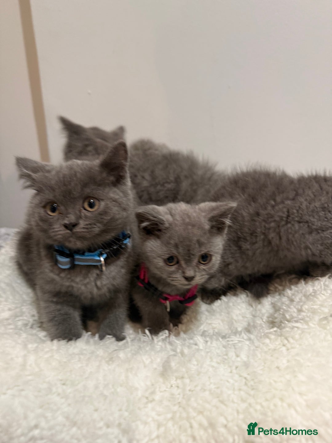 British Longhair cats for sale: Beautiful blues - Image 1